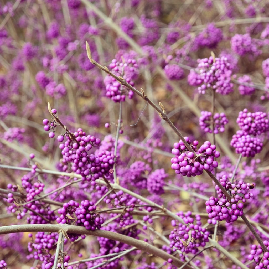 Callicarpa bodinieri Magical Purple Giant