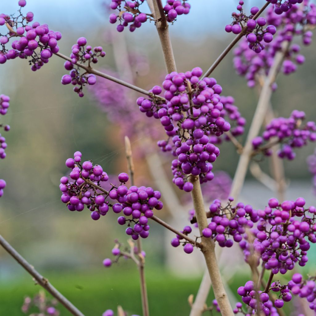 Callicarpa bodinieri Magical Purple Giant