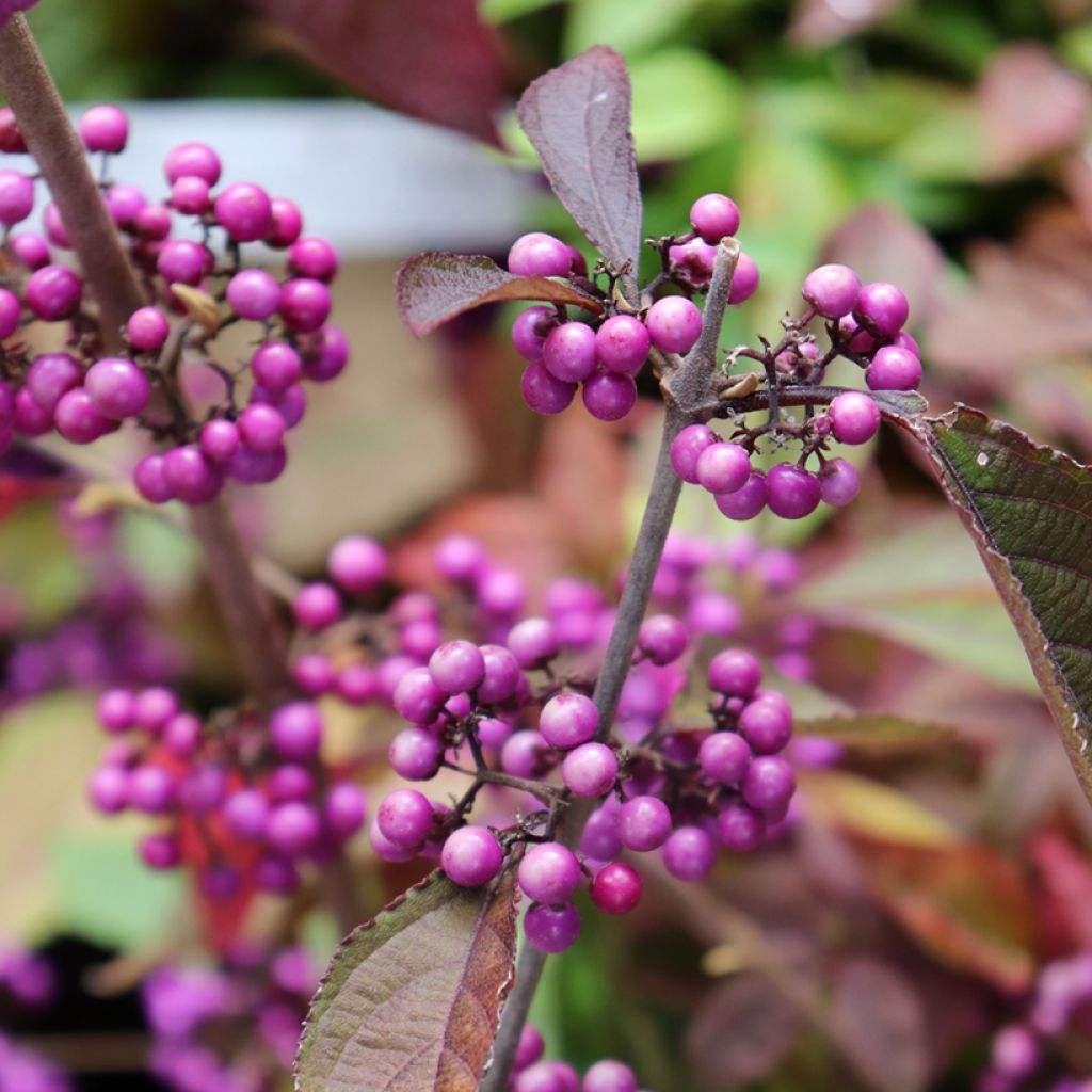 Callicarpa bodinieri var. giraldii Profusion