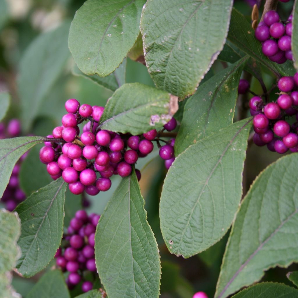 Callicarpa bodinieri var. giraldii Profusion