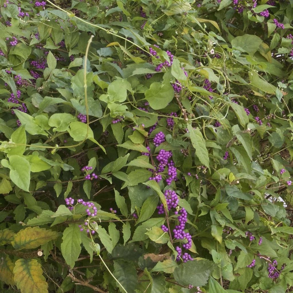 Callicarpa dichotoma