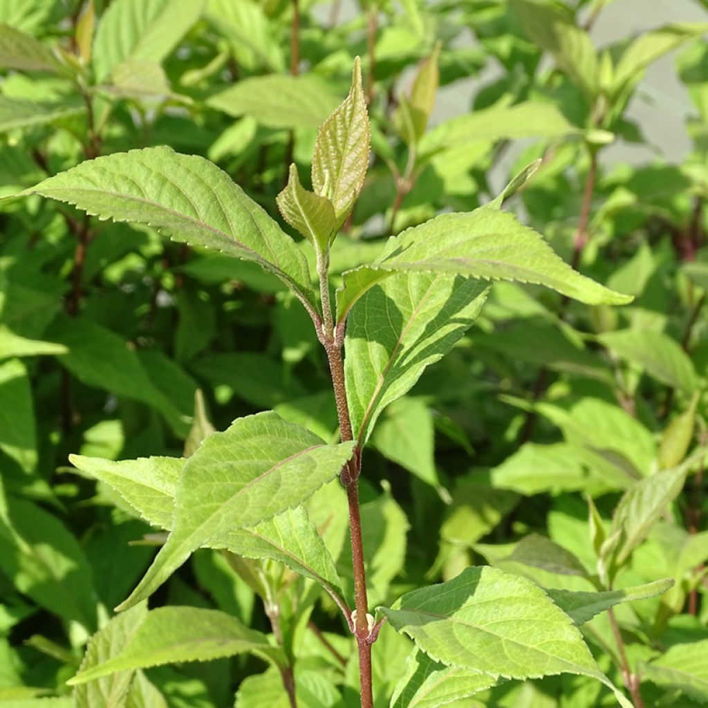 Callicarpa dichotoma Cardinal - Arbuste aux bonbons