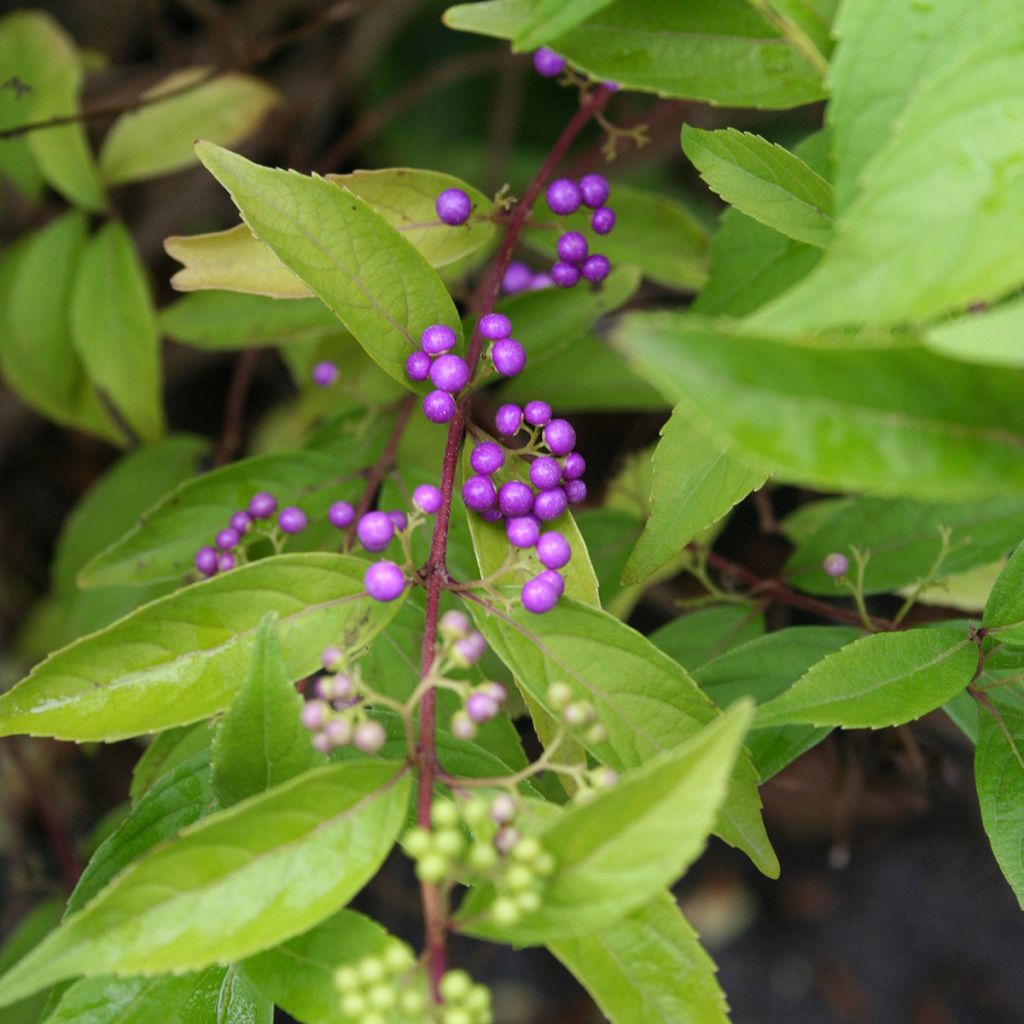 Callicarpa dichotoma