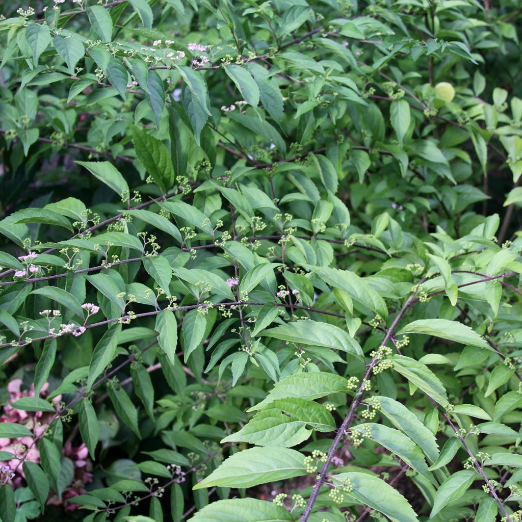 Callicarpa dichotoma