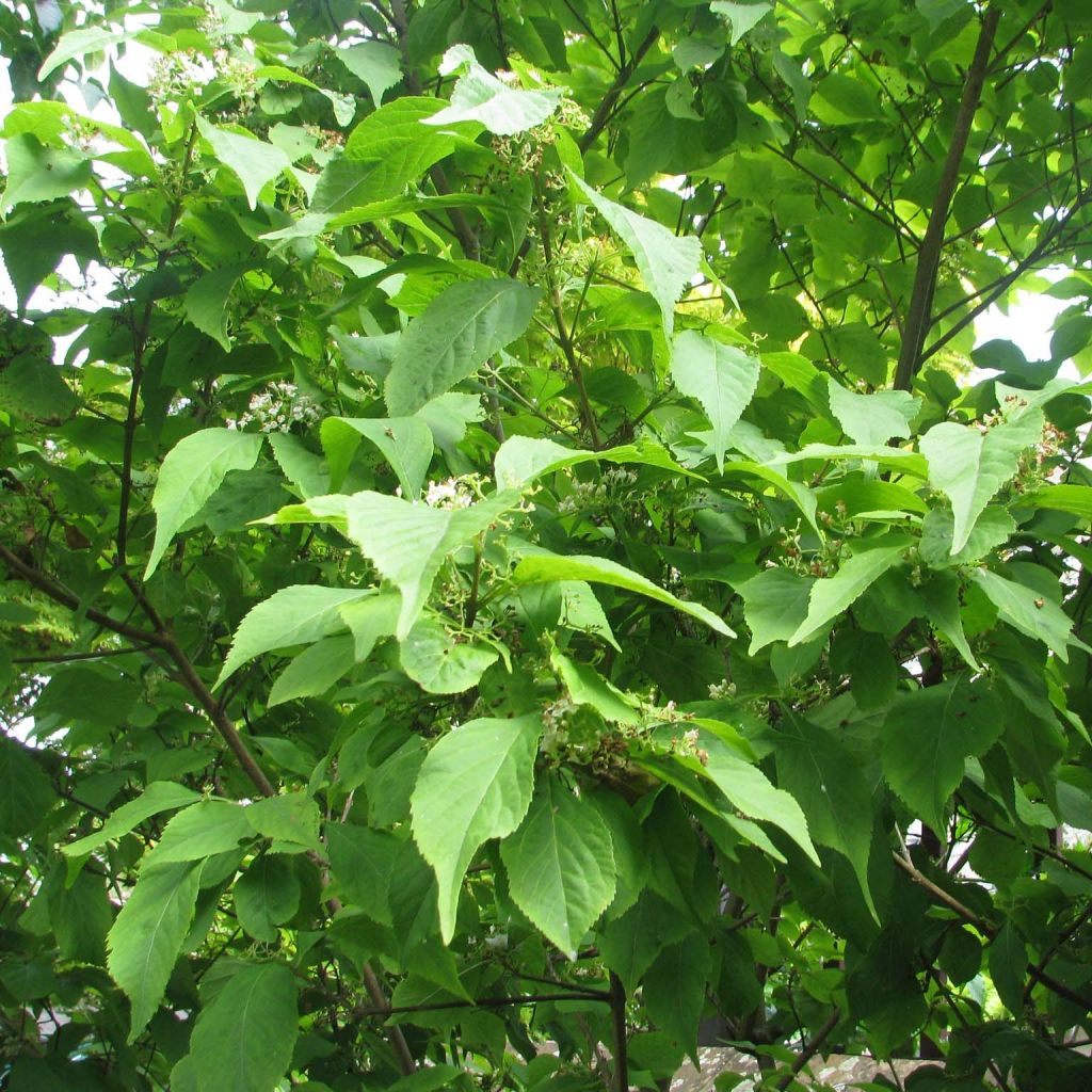 Callicarpa japonica