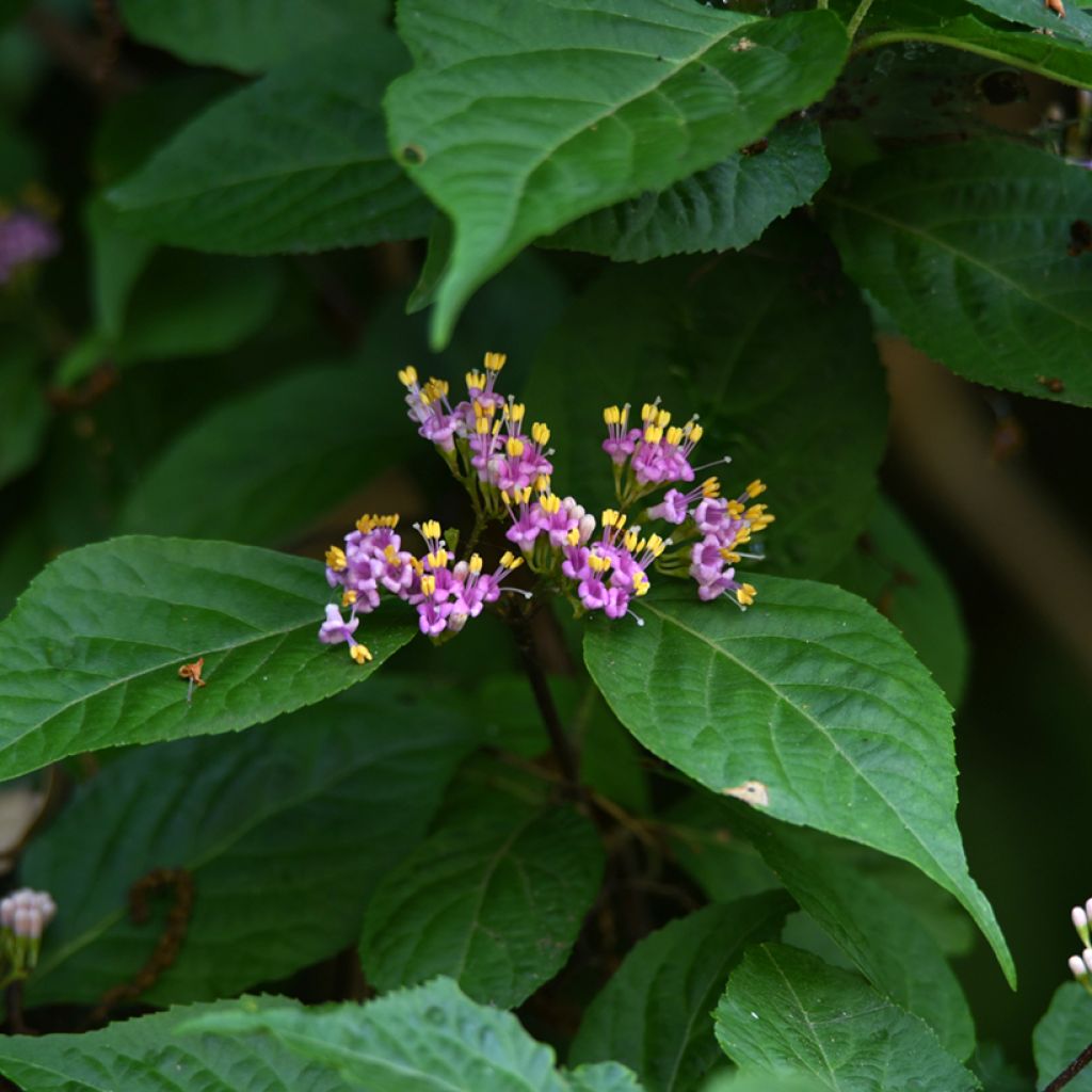 Callicarpa japonica