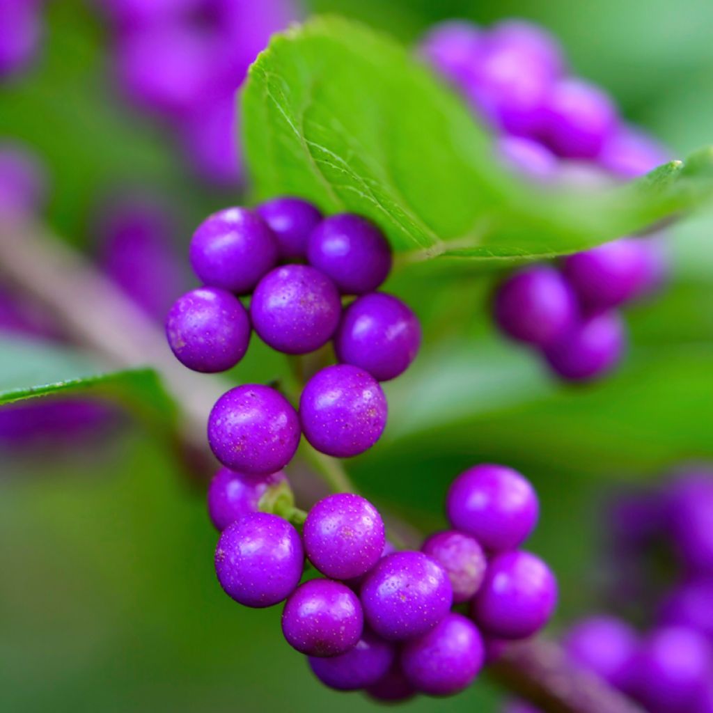 Callicarpa japonica