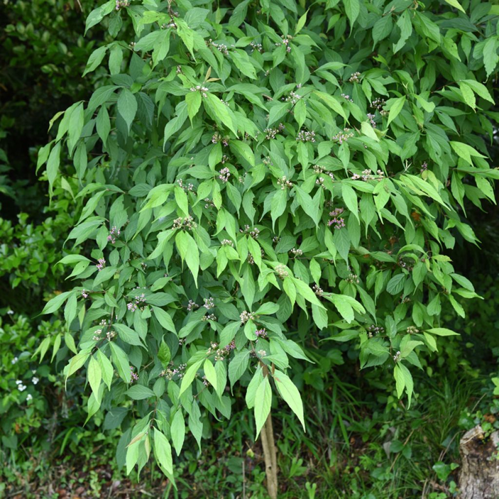 Callicarpa japonica