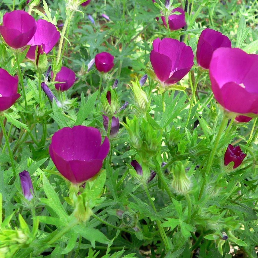 Callirhoe involucrata