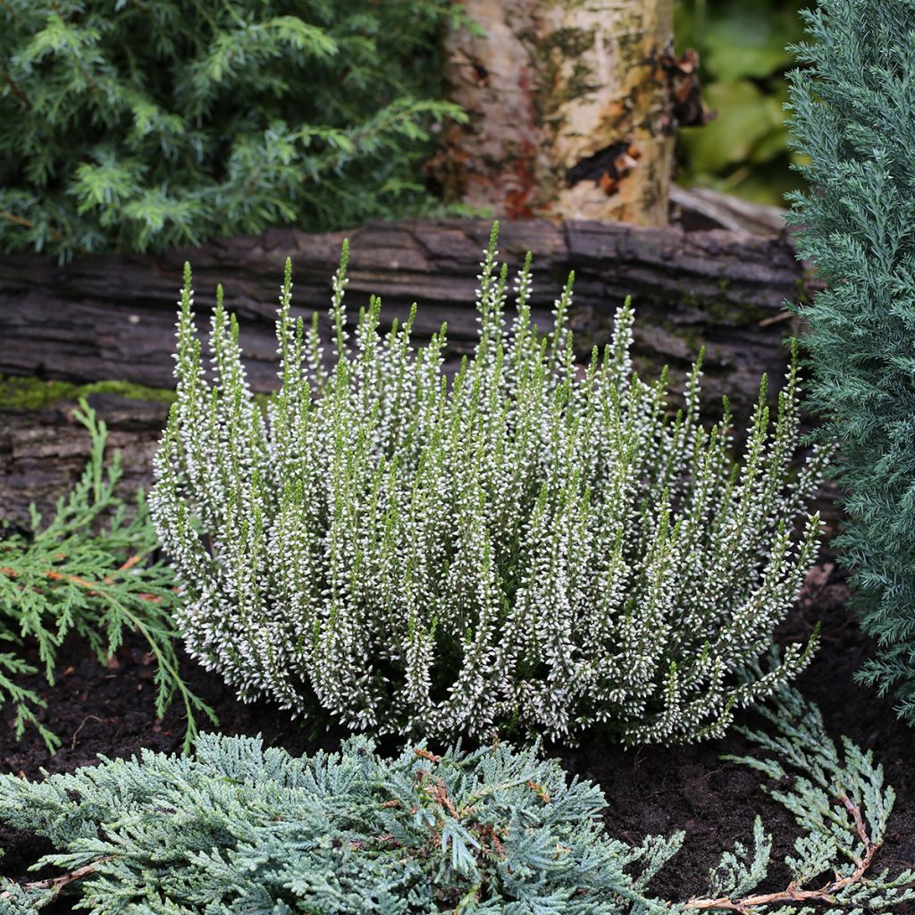 Calluna vulgaris Garden Girls Alicia - Brugo