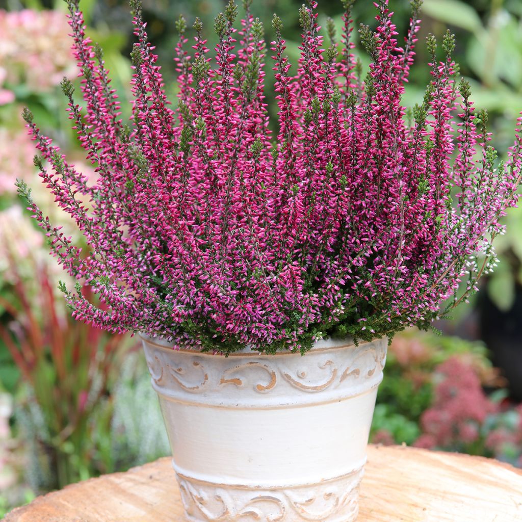 Calluna vulgaris Garden Girls Amethyst - Brugo