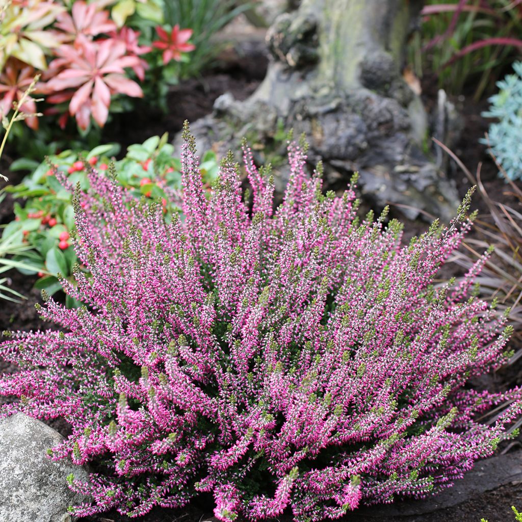 Calluna vulgaris Garden Girls Amethyst - Brugo