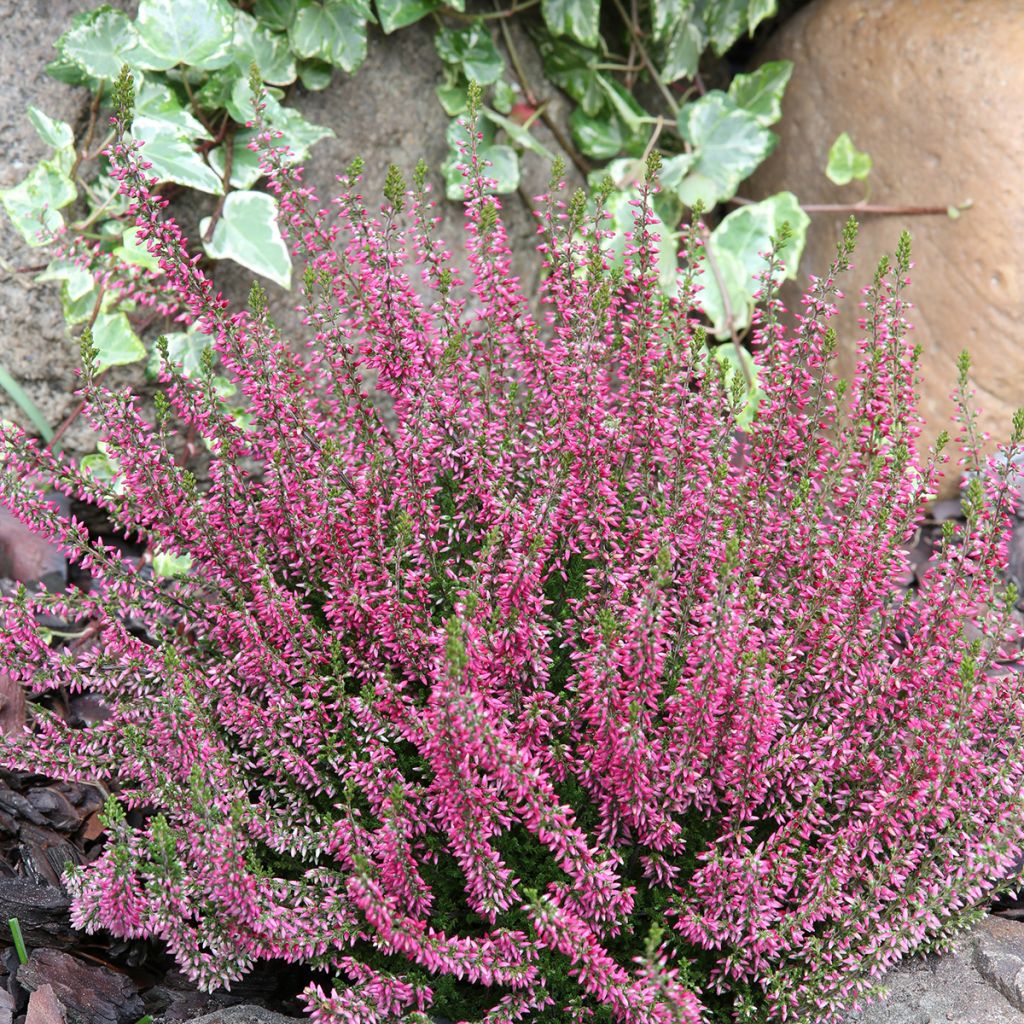 Calluna vulgaris Garden Girls Angie - Brugo