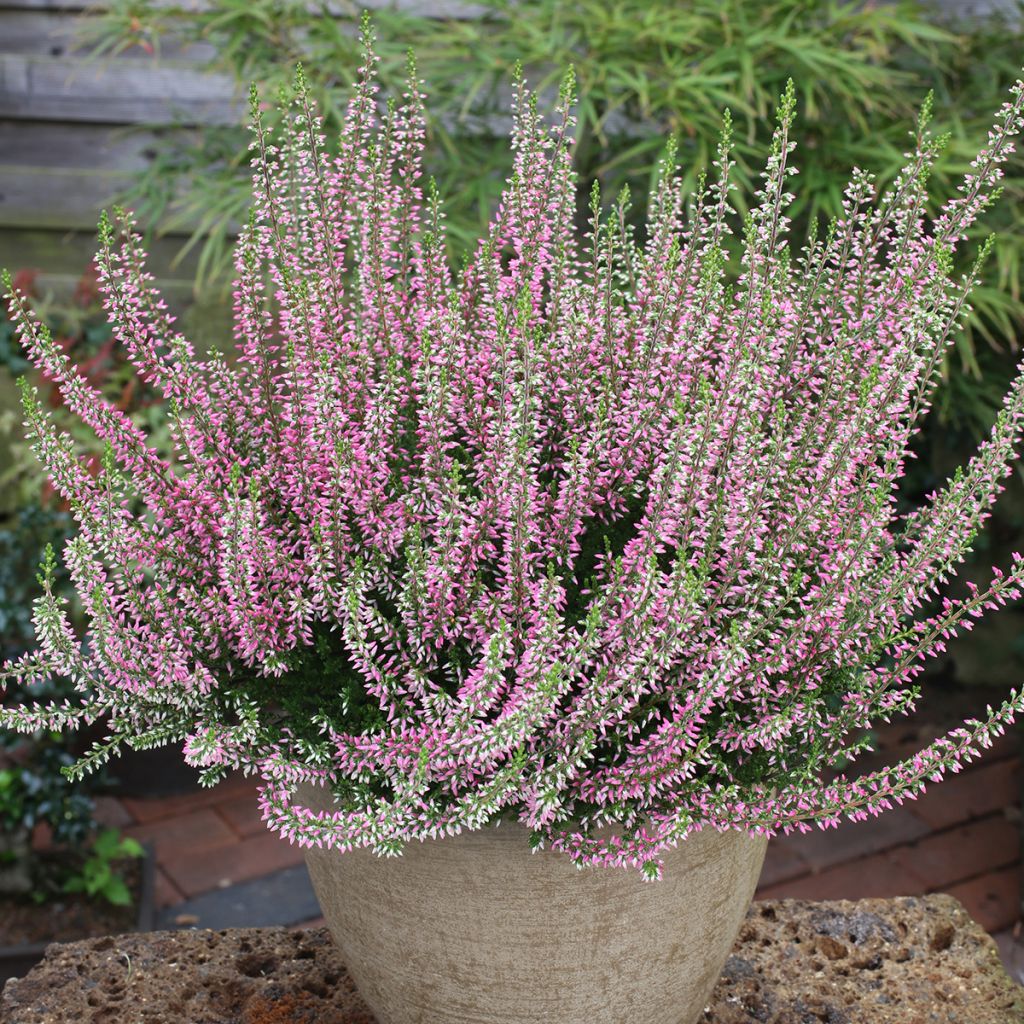 Calluna vulgaris Garden Girls Angie - Brugo