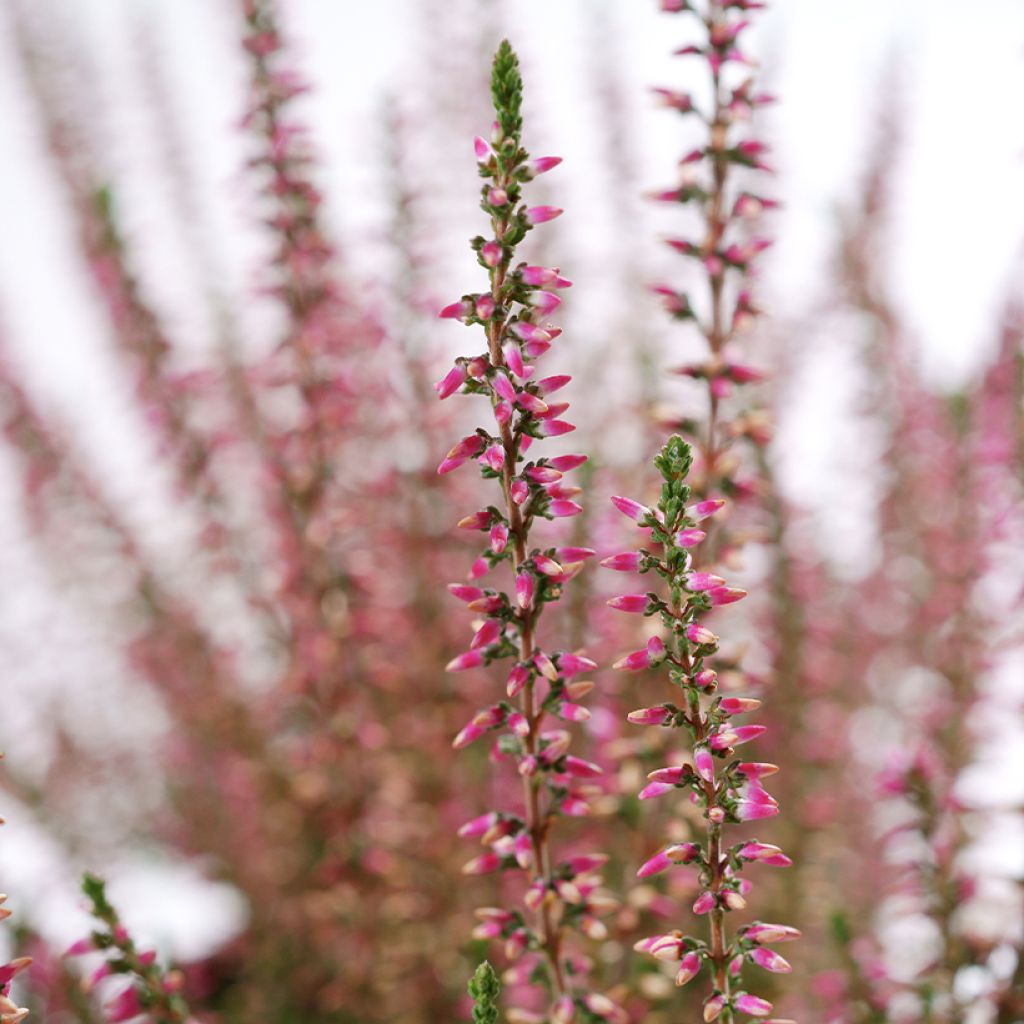 Calluna vulgaris Garden Girls Angie - Brugo