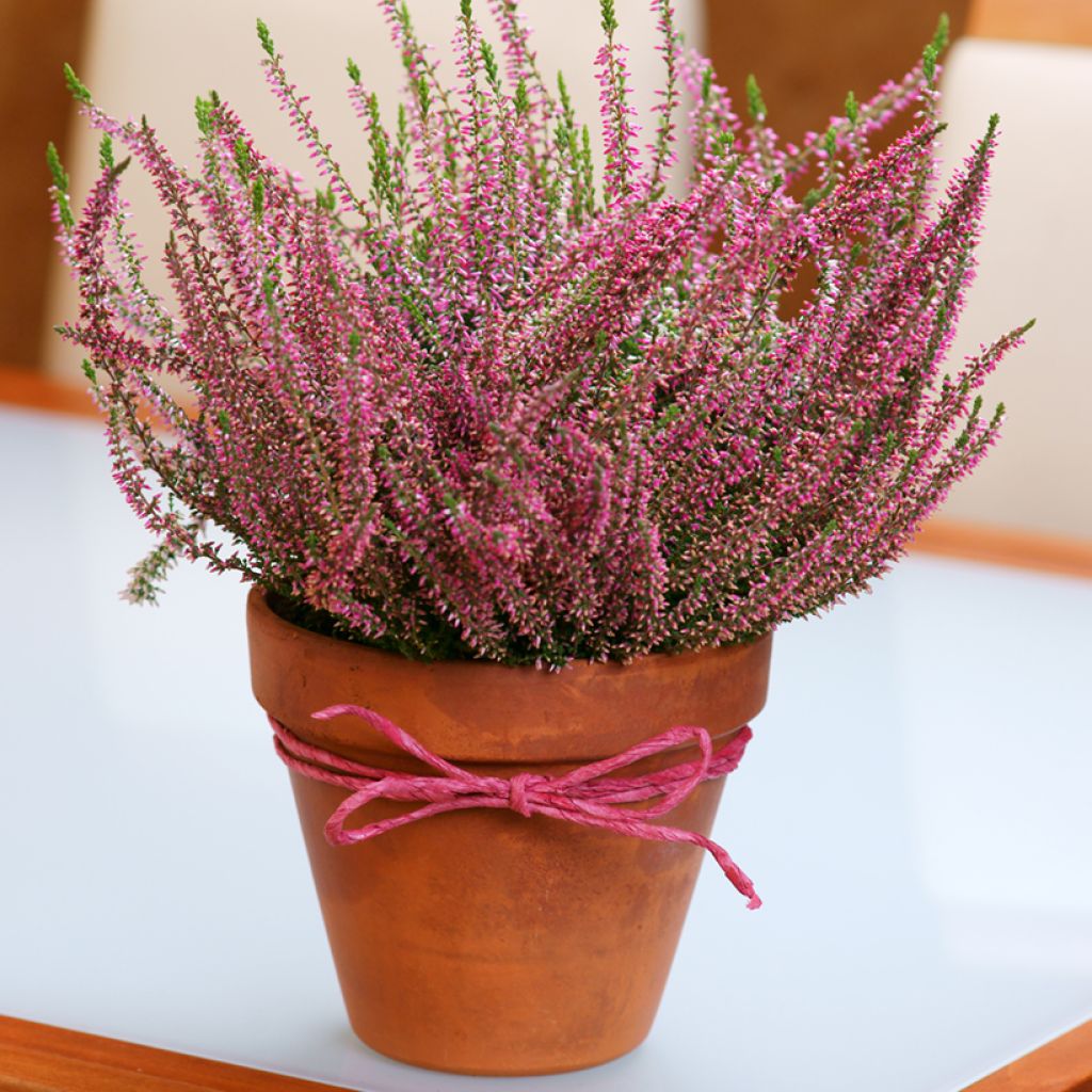 Calluna vulgaris Garden Girls Angie - Brugo