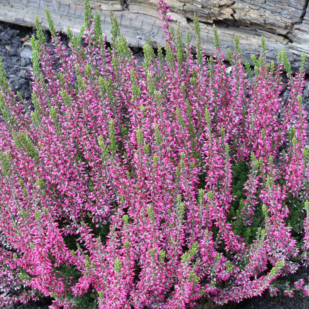 Calluna vulgaris Garden Girls Athene - Brugo