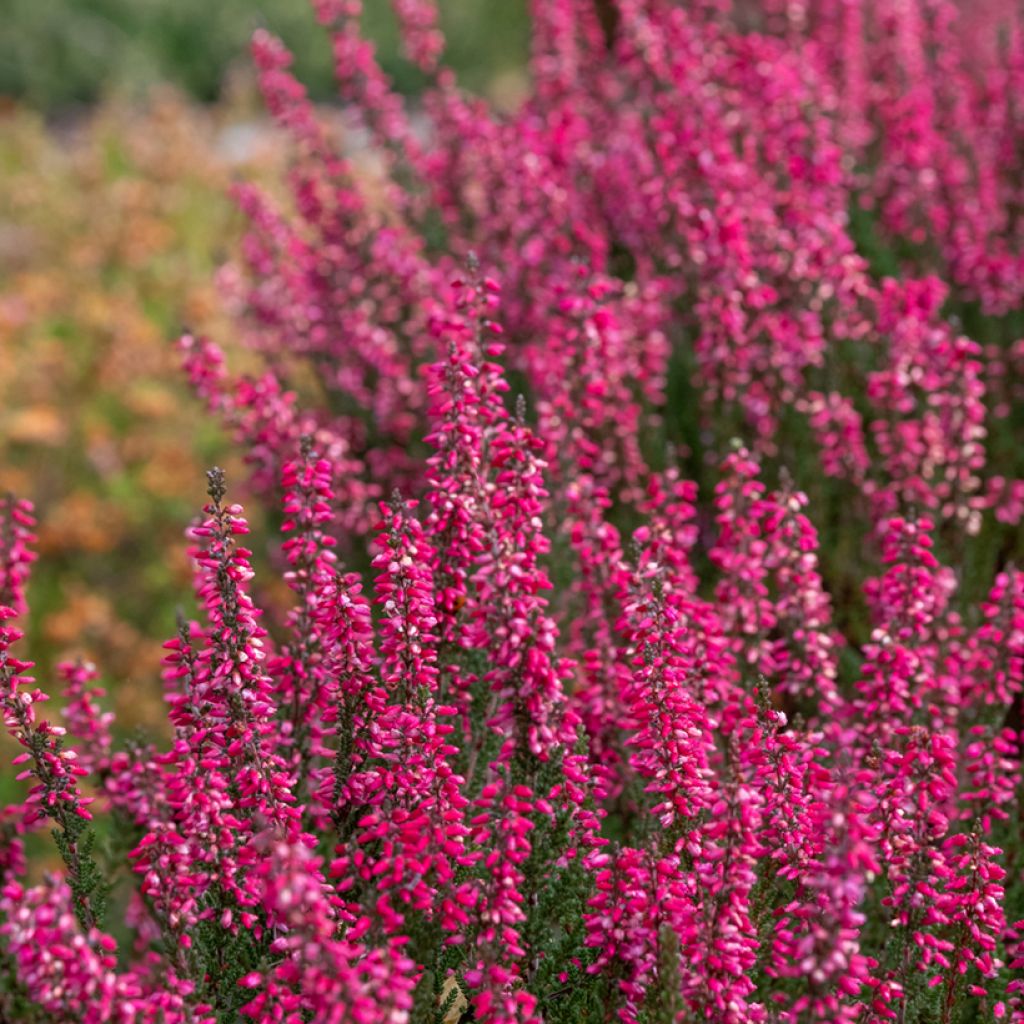 Calluna vulgaris Garden Girls Athene - Brugo