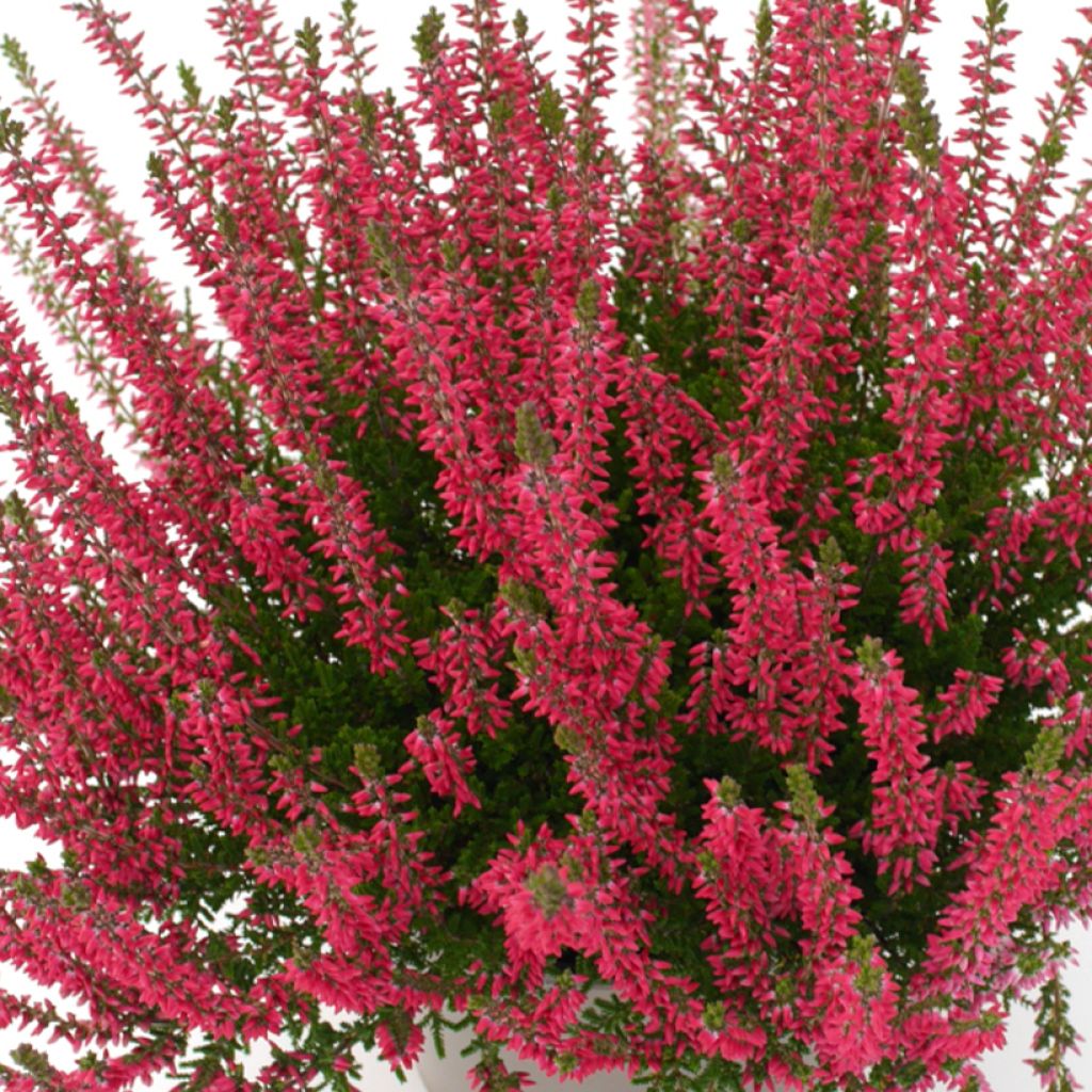 Calluna vulgaris Garden Girls Franca - Brugo