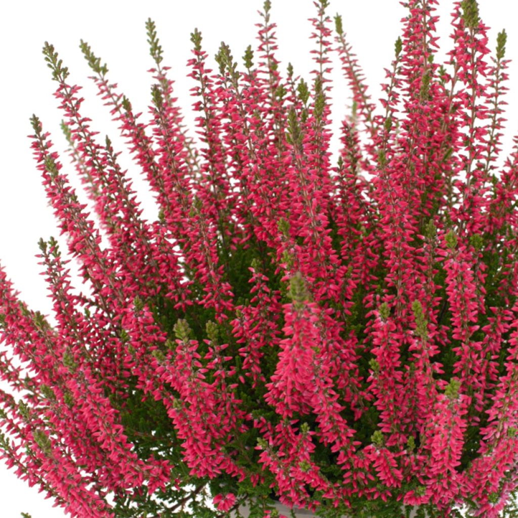 Calluna vulgaris Garden Girls Franca - Brugo