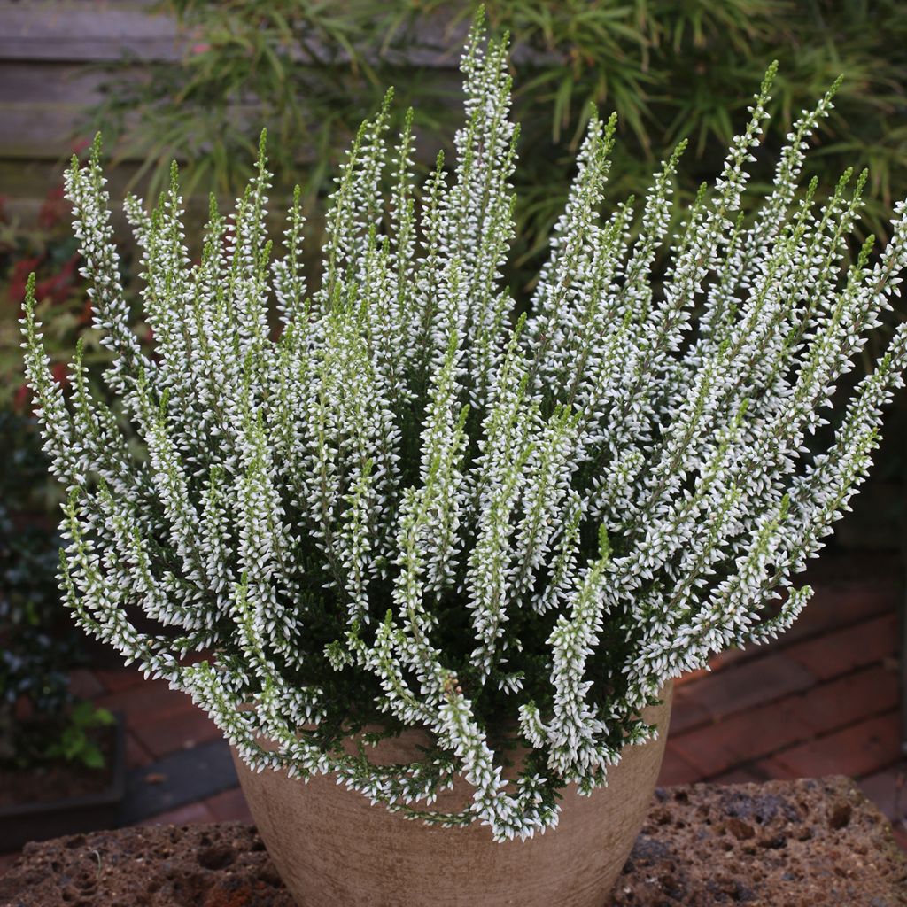 Calluna vulgaris Garden Girls Helena - Brugo