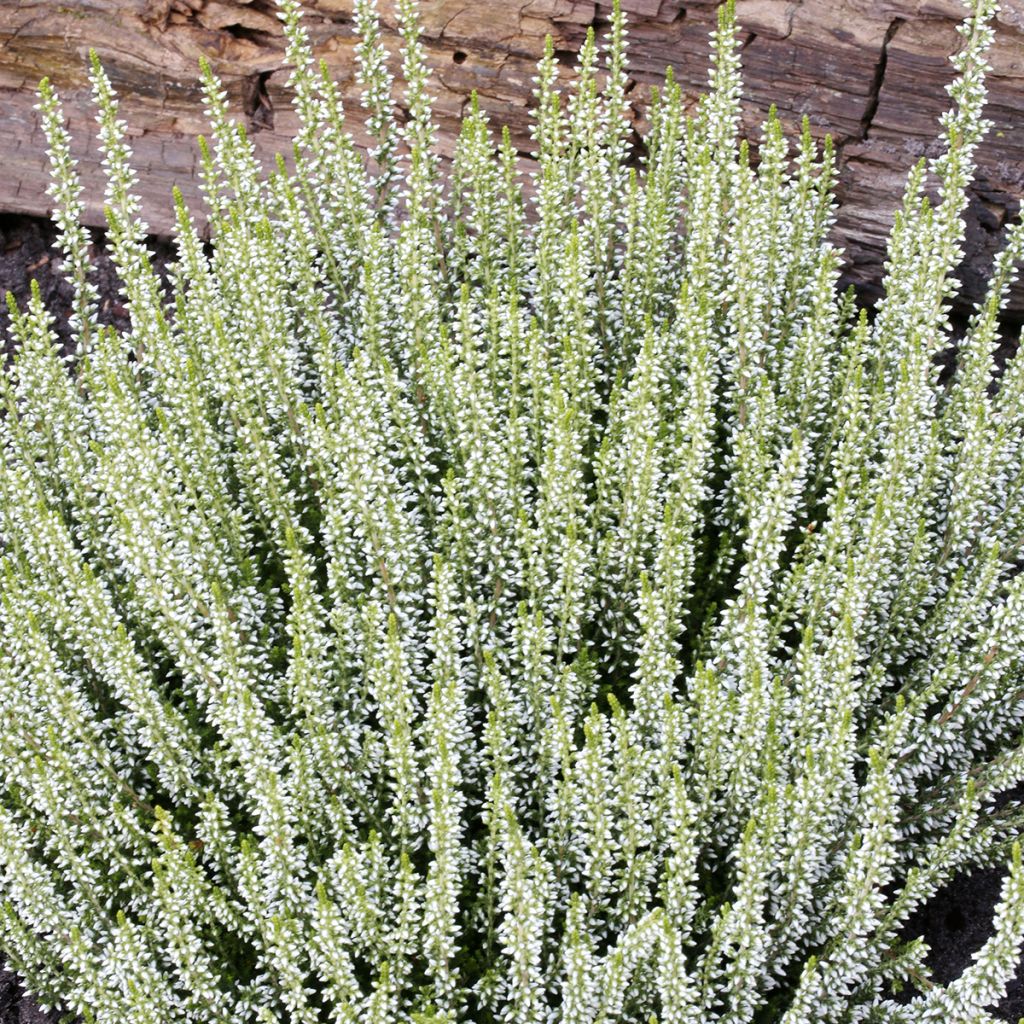 Calluna vulgaris Garden Girls Helena - Brugo