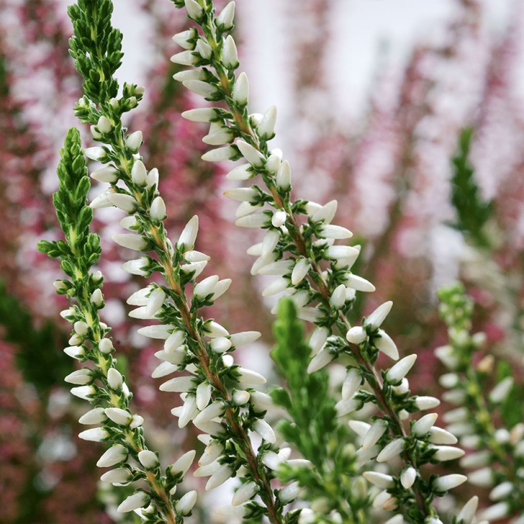 Calluna vulgaris Garden Girls Helena - Brugo