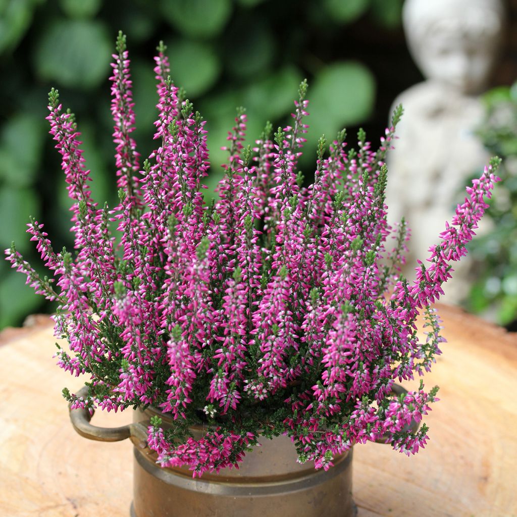 Calluna vulgaris Garden Girls Lilli - Brugo