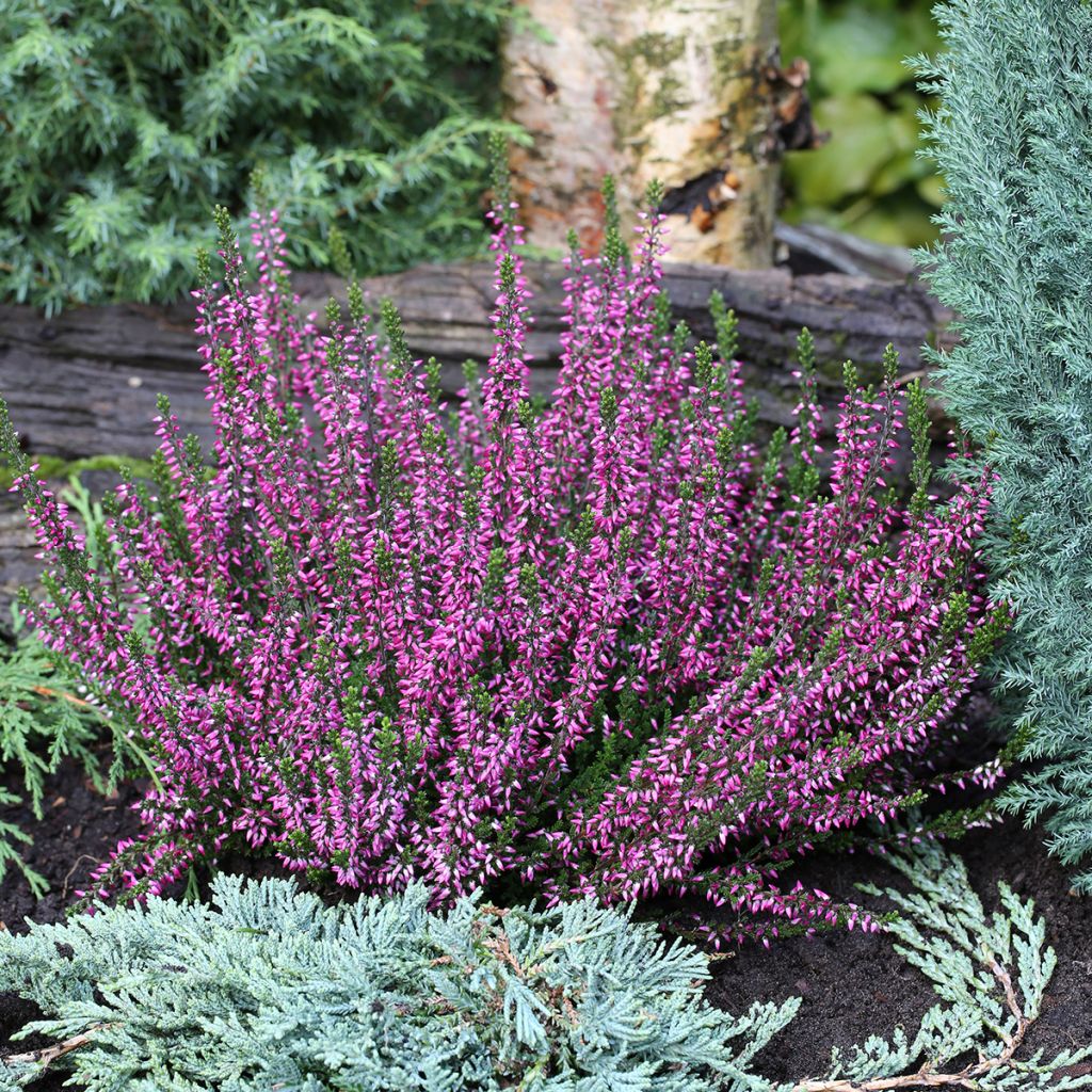 Calluna vulgaris Garden Girls Lilli - Brugo