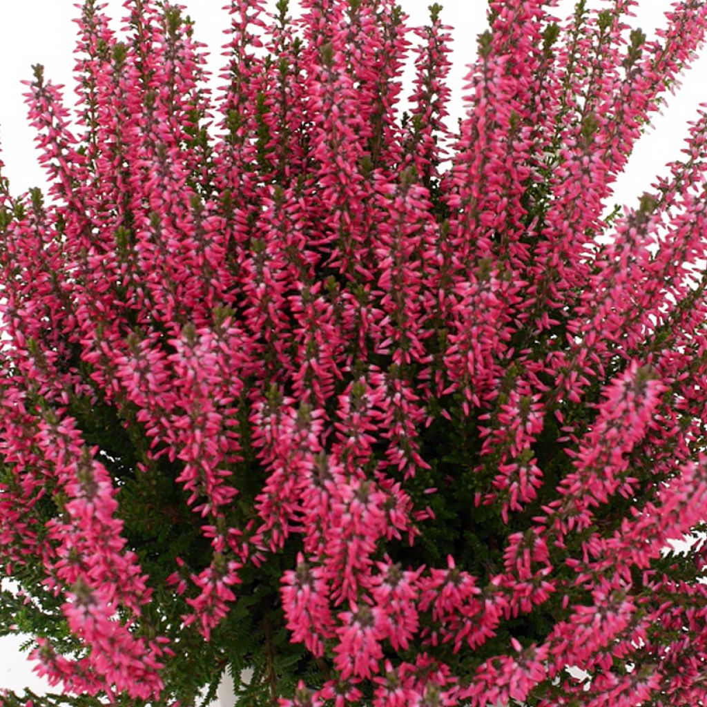 Calluna vulgaris Garden Girls Lioba - Brugo