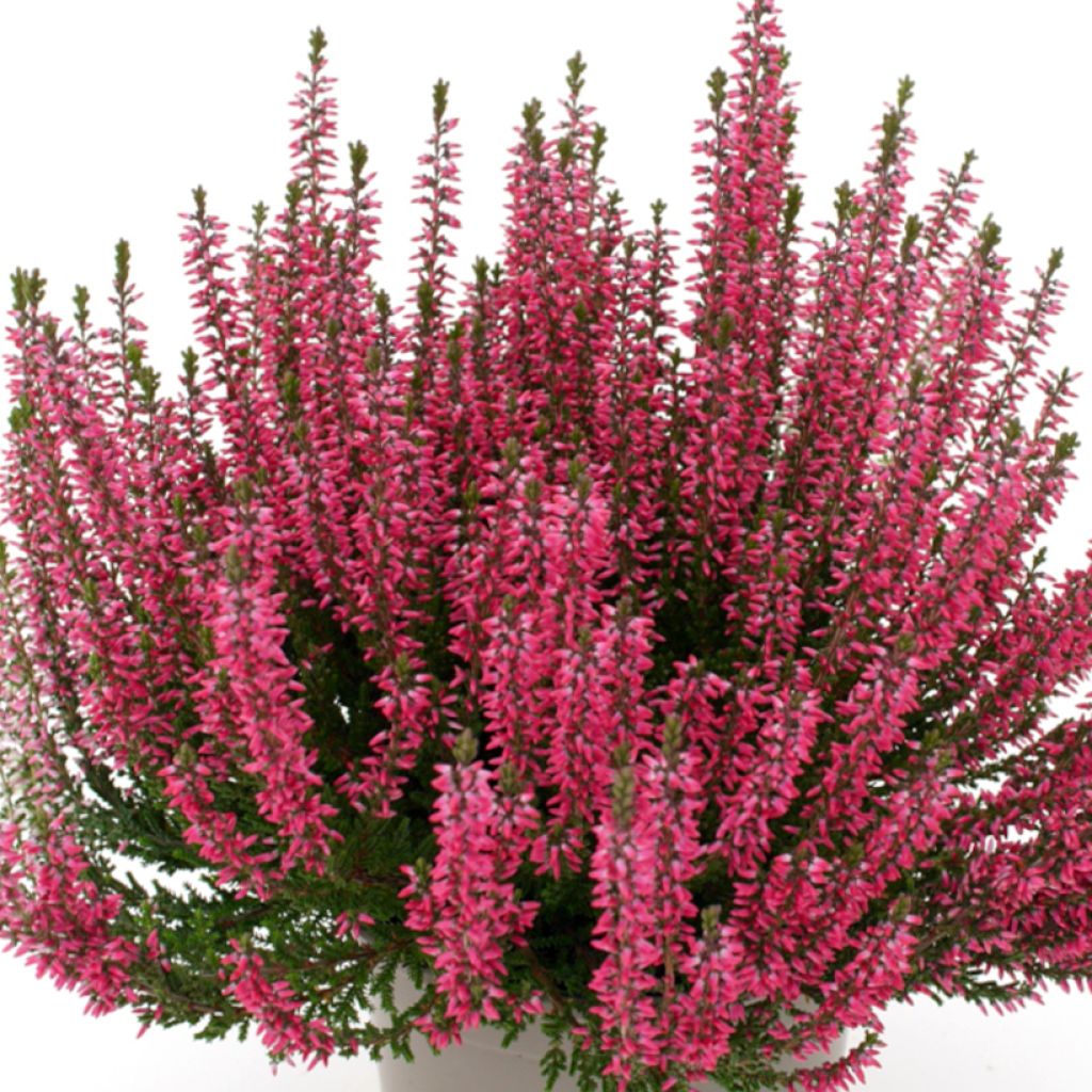 Calluna vulgaris Garden Girls Lioba - Brugo