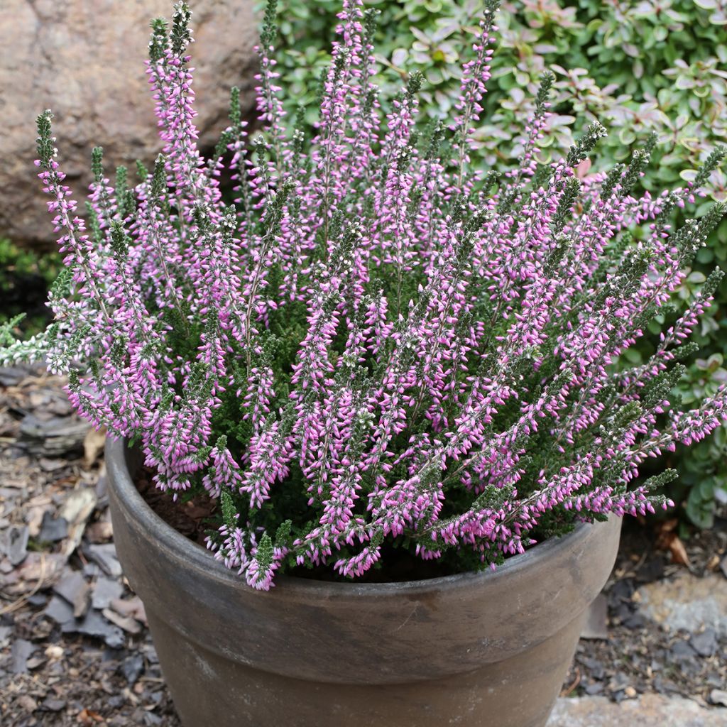 Calluna vulgaris Garden Girls Lisbeth - Brugo