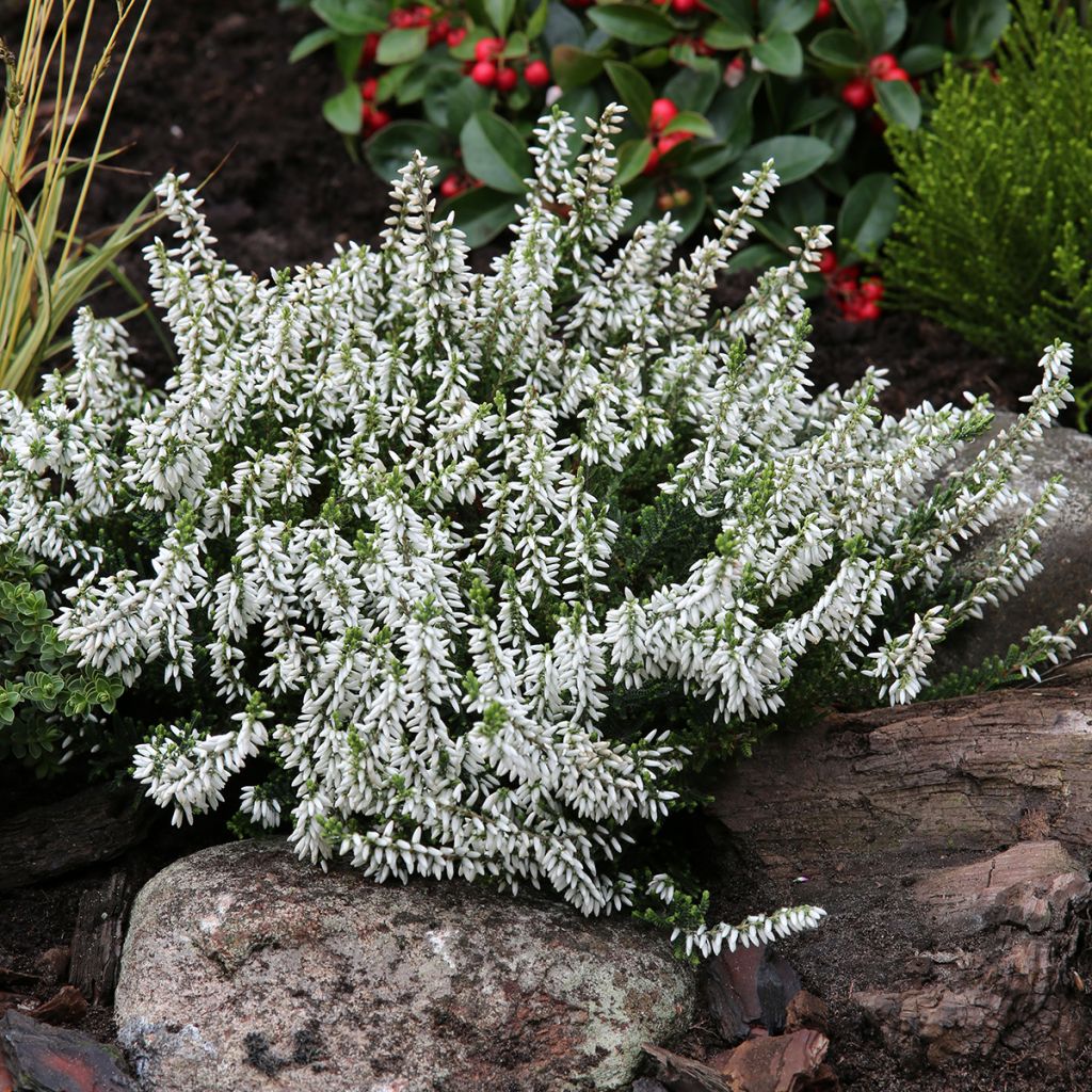 Calluna vulgaris Garden Girls Madonna - Brugo