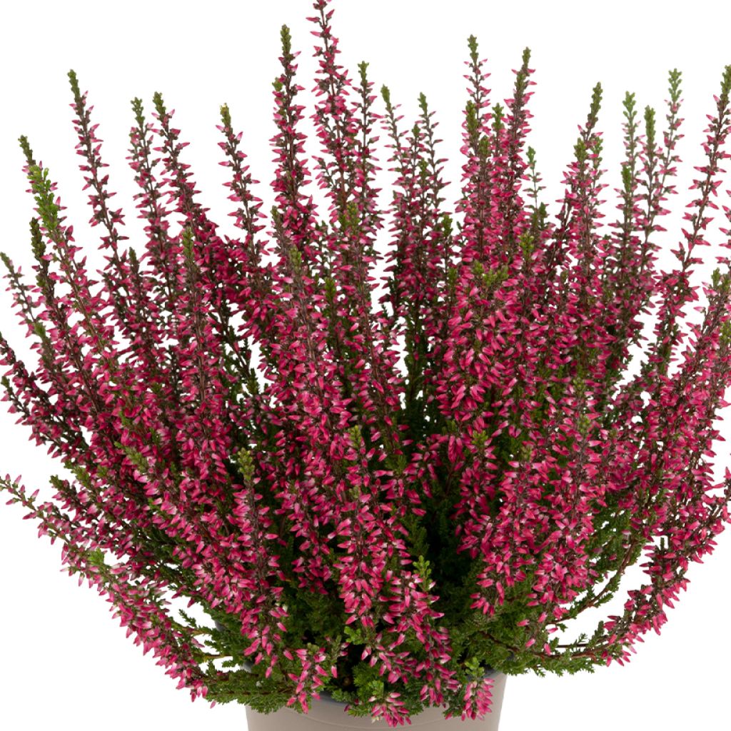 Calluna vulgaris Garden Girls Martina - Brugo