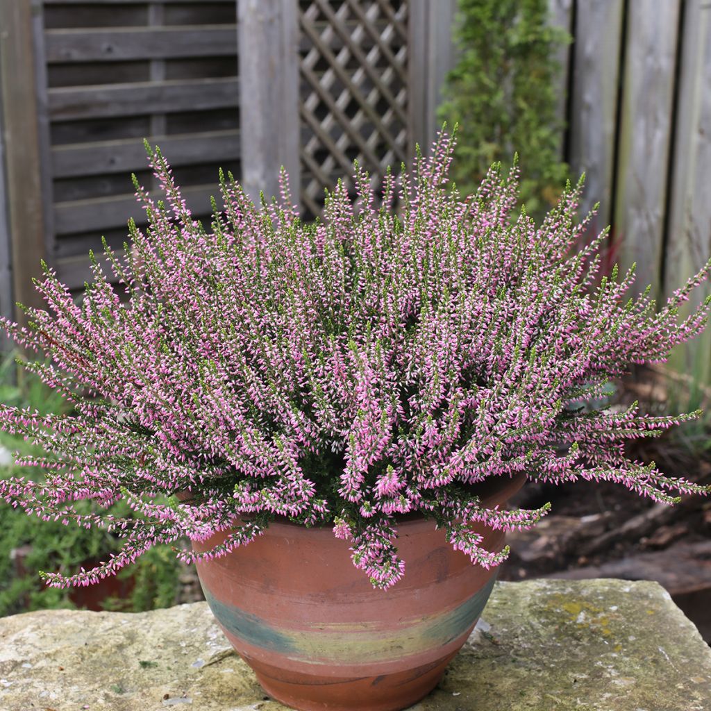 Calluna vulgaris Garden Girls Pink Angie - Brugo