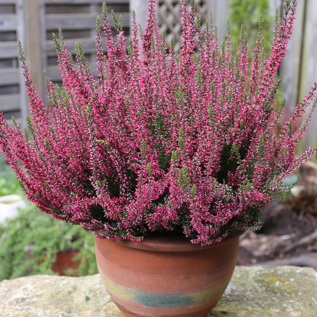 Calluna vulgaris Garden Girls Rosita - Brugo