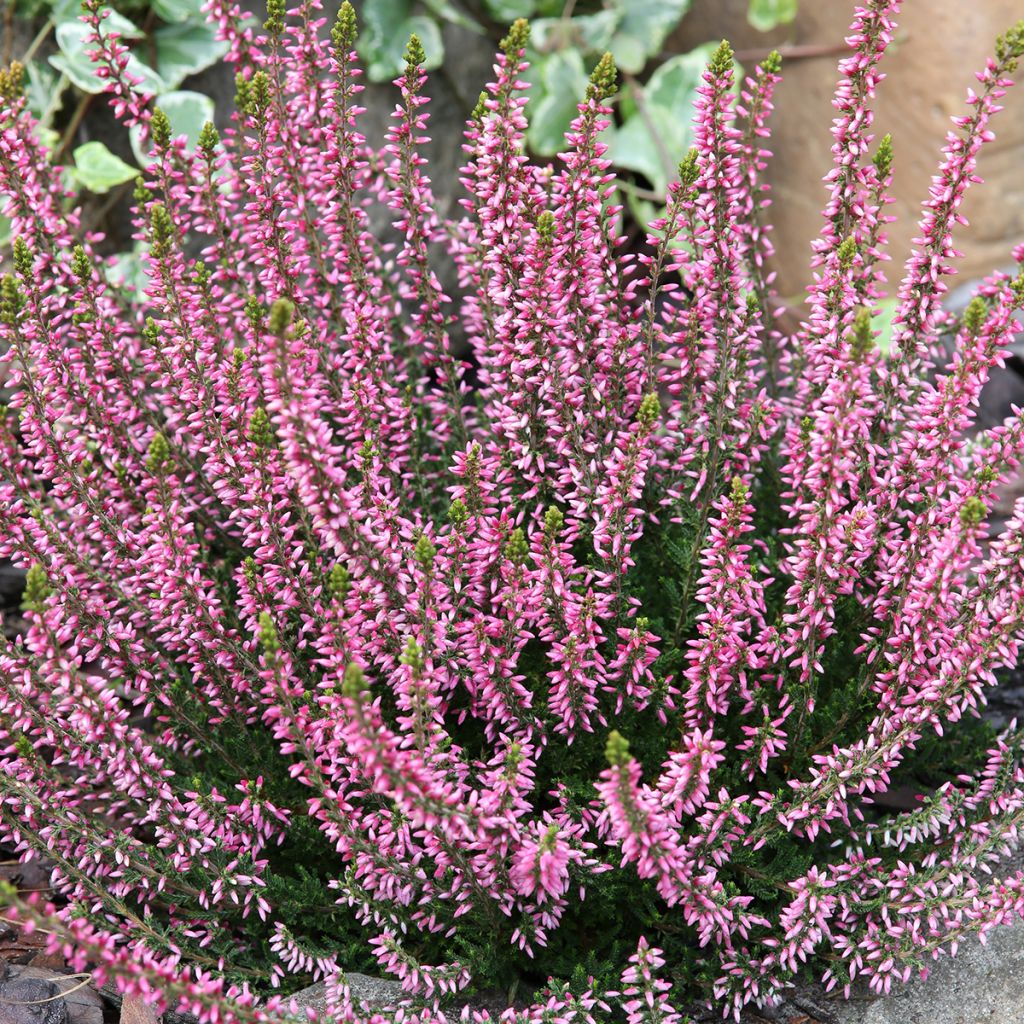 Calluna vulgaris Garden Girls Rosita - Brugo