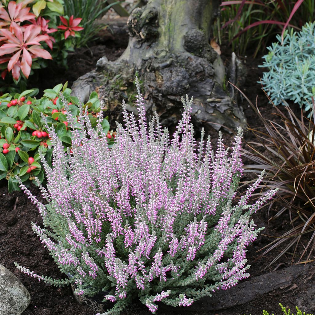 Calluna vulgaris Garden Girls Silvana - Brugo