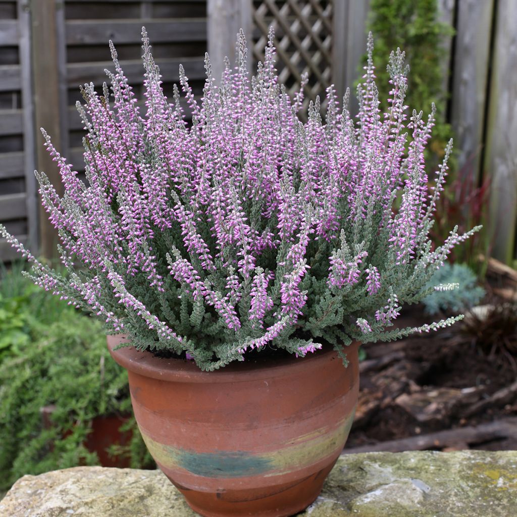 Calluna vulgaris Garden Girls Silvana - Brugo