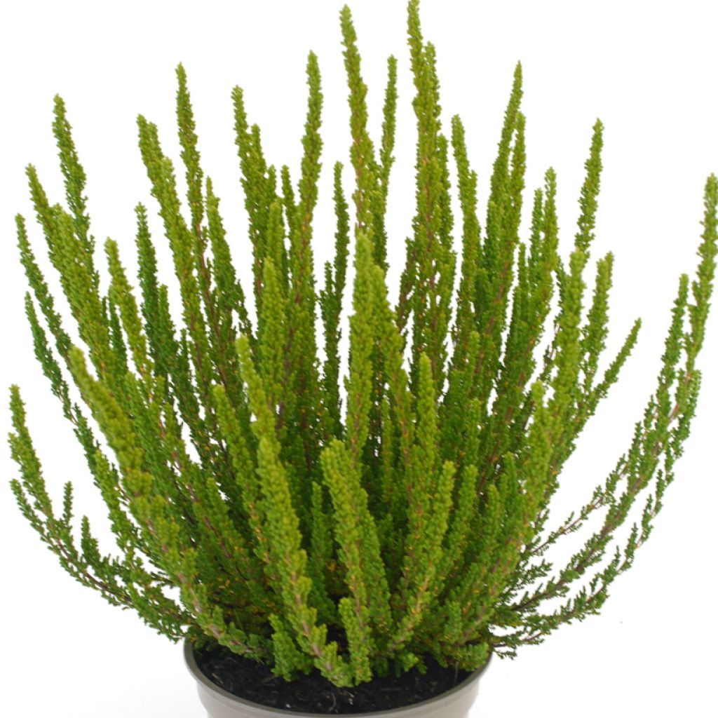 Calluna vulgaris Garden Girls Zelia - Brugo