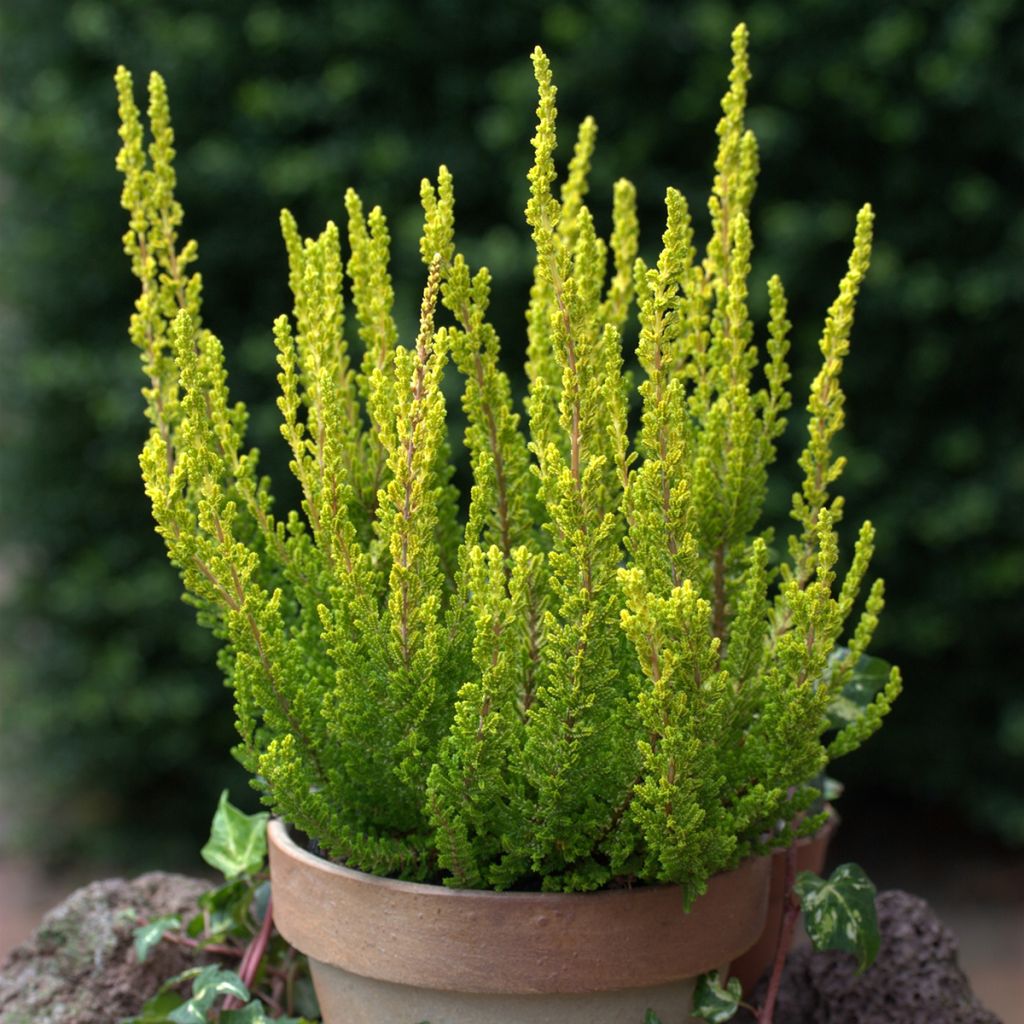 Calluna vulgaris Garden Girls Zeta - Brugo