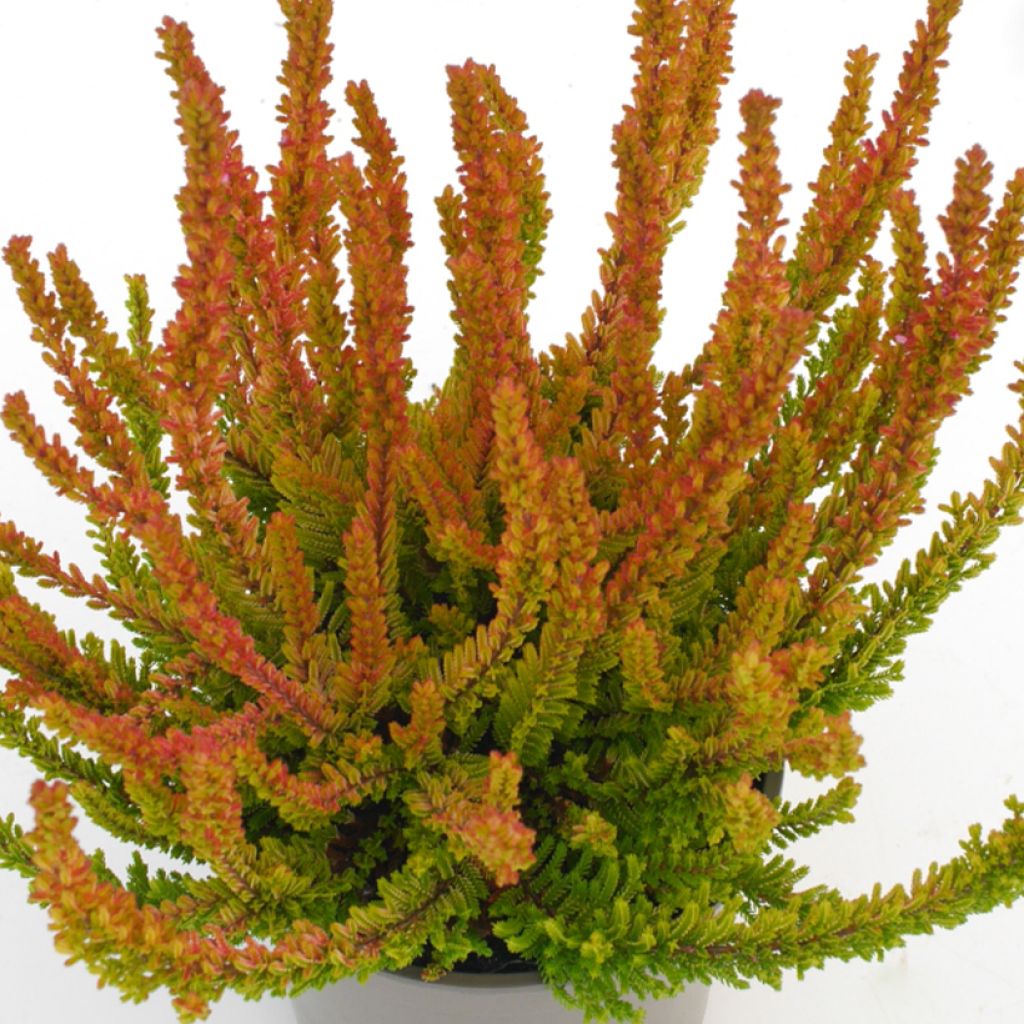 Calluna vulgaris Garden Girls Zoe - Brugo