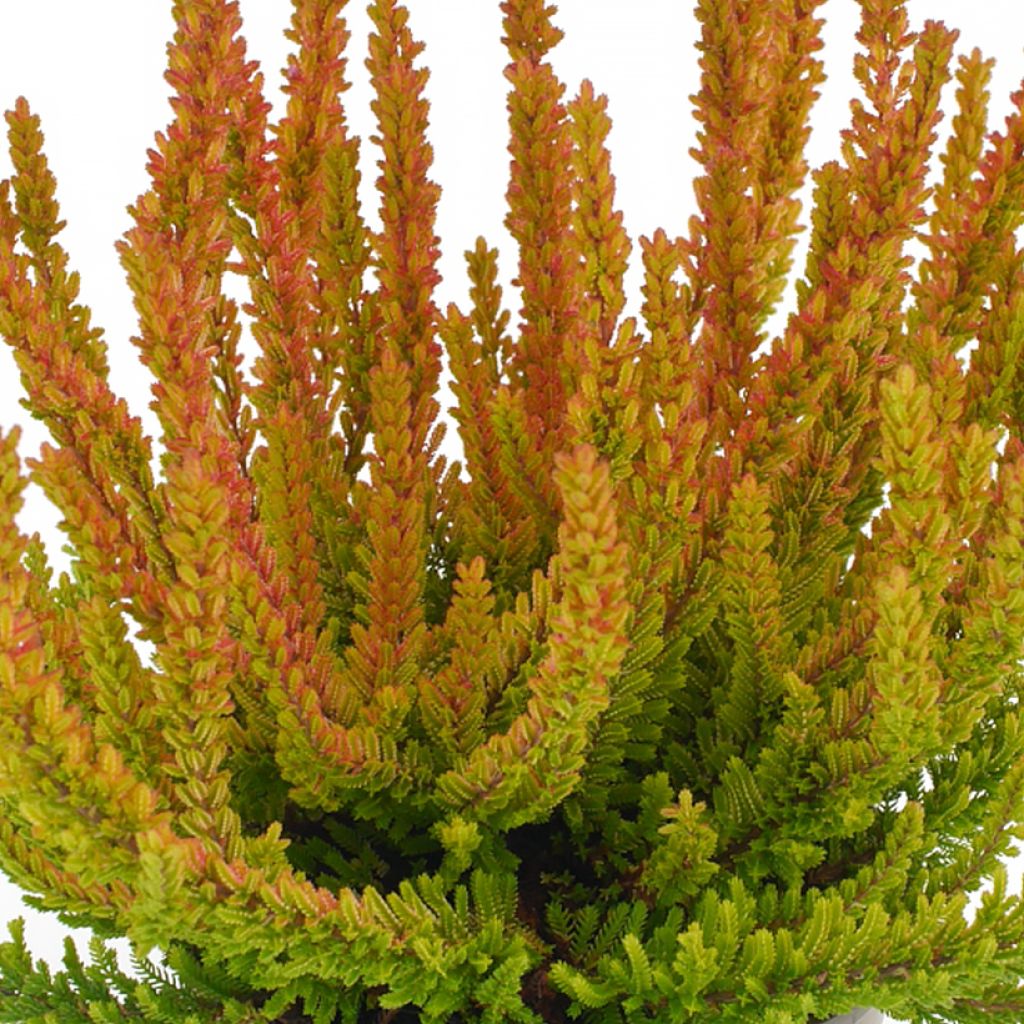 Calluna vulgaris Garden Girls Zoe - Brugo