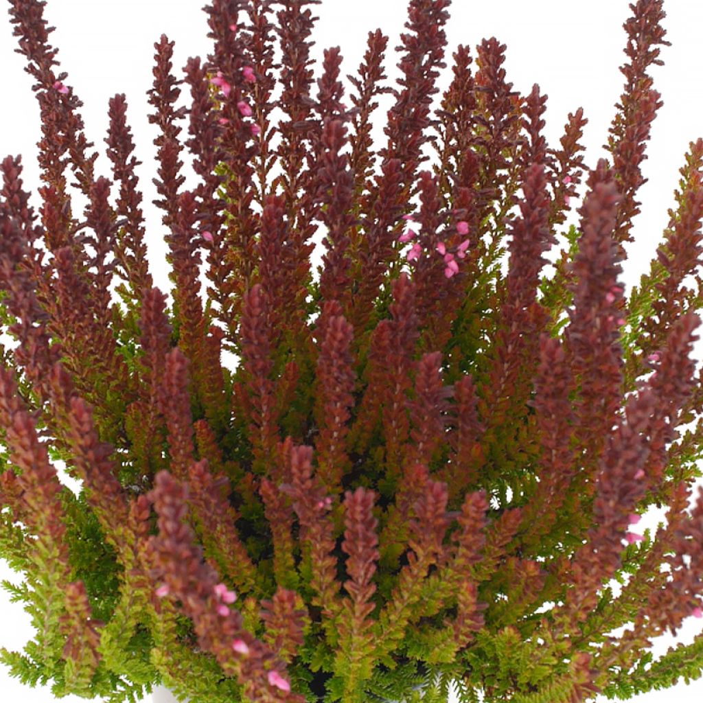 Calluna vulgaris Garden Girls Zorina - Brugo