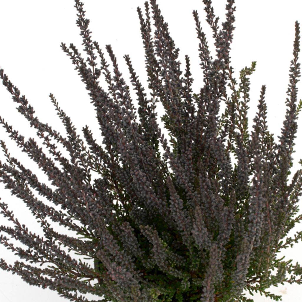 Calluna vulgaris Garden Girls Zulu - Brugo