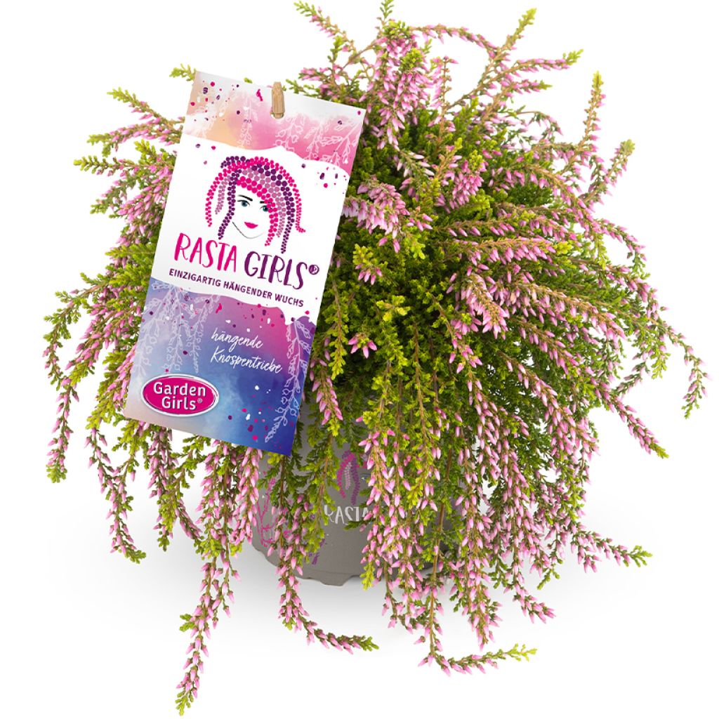 Calluna vulgaris Rasta Girls Rosa Claire - Brugo