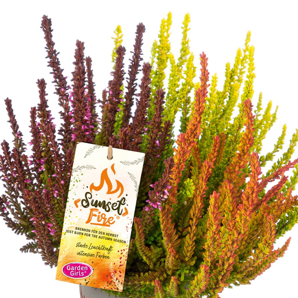 Calluna vulgaris Garden Girls Sunset Fire Trio - Brugo