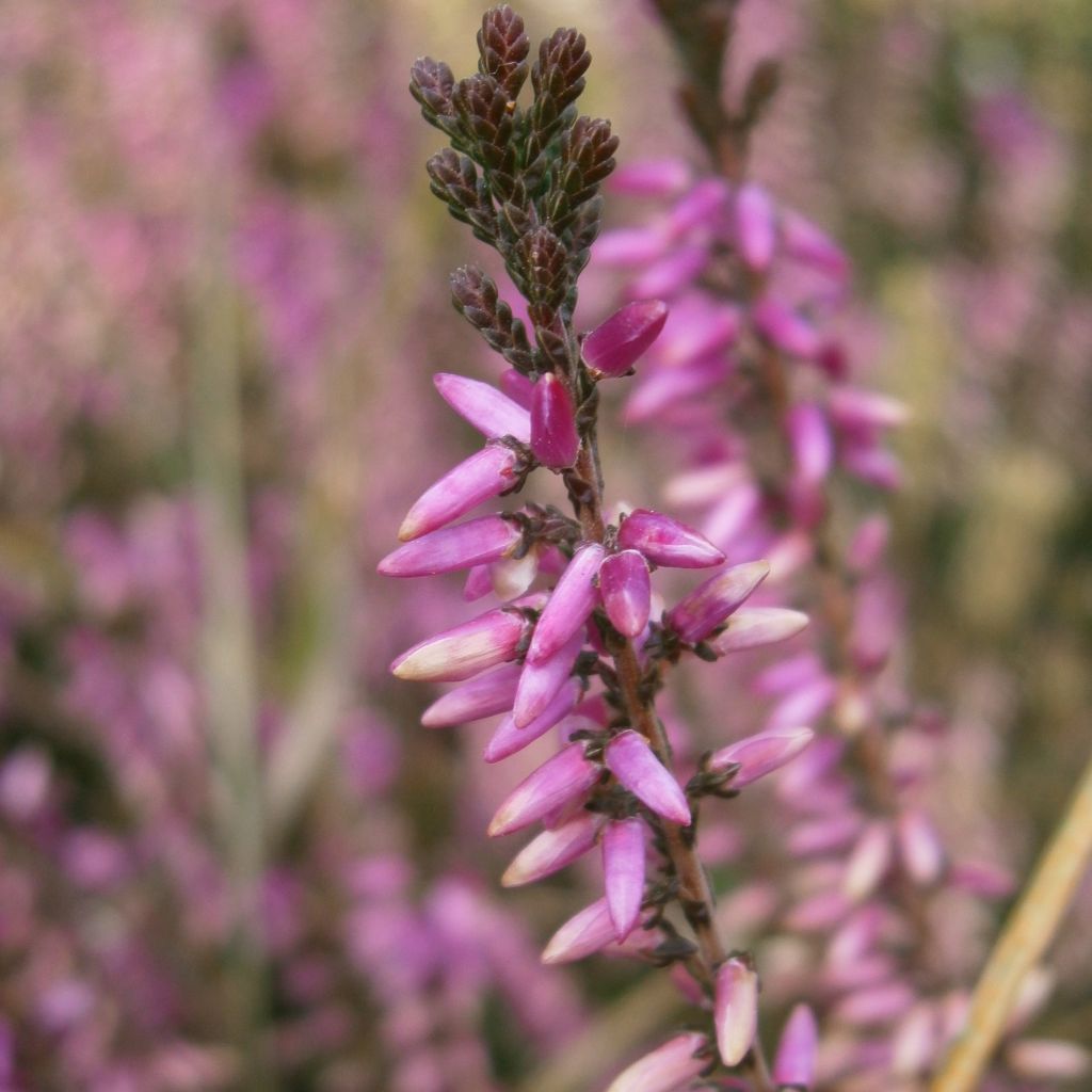 Calluna vulgaris Marleen - Brugo