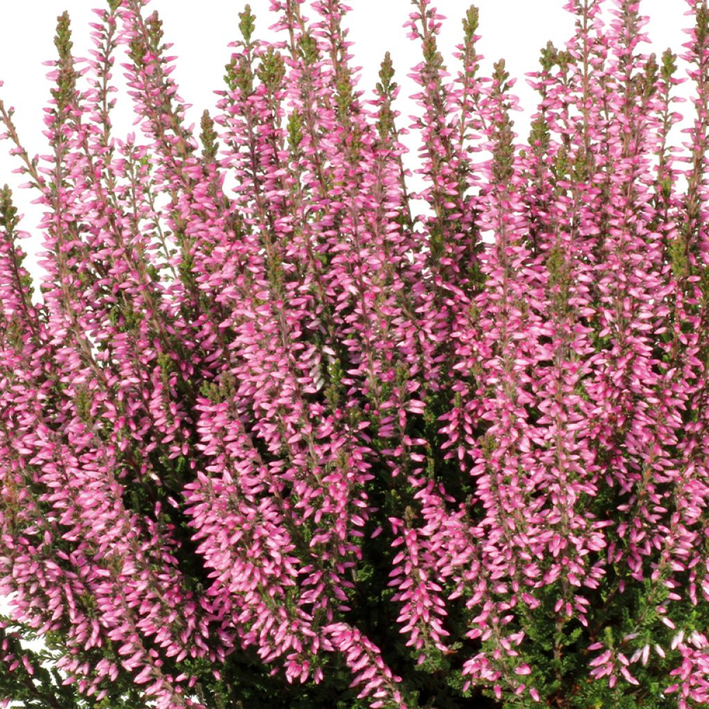 Calluna vulgaris Garden Girls Pink Bettina - Brugo