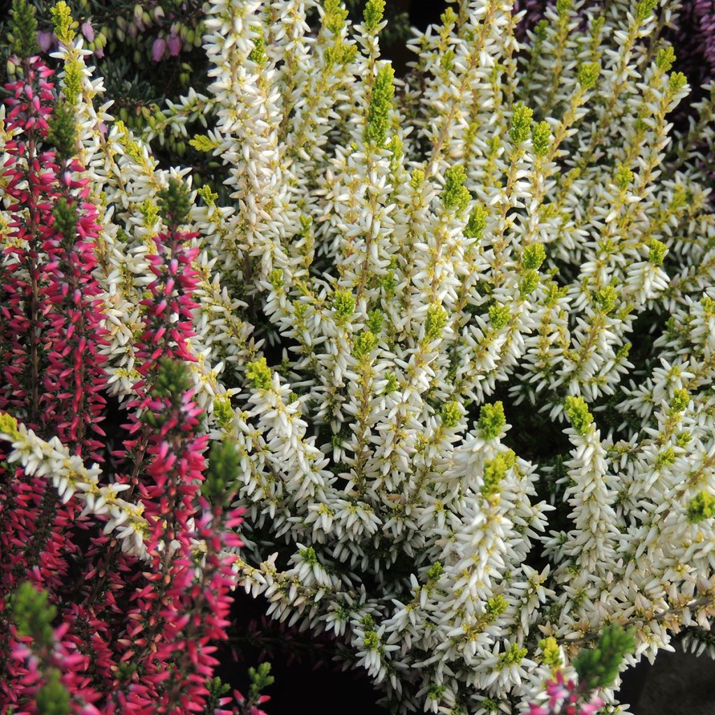 Calluna vulgaris Garden Girls Sarah - Brugo